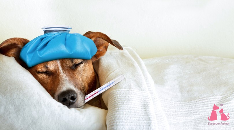O que é a gripe canina?