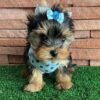 Filhote de yorkshire terrier micro fêmea é macho