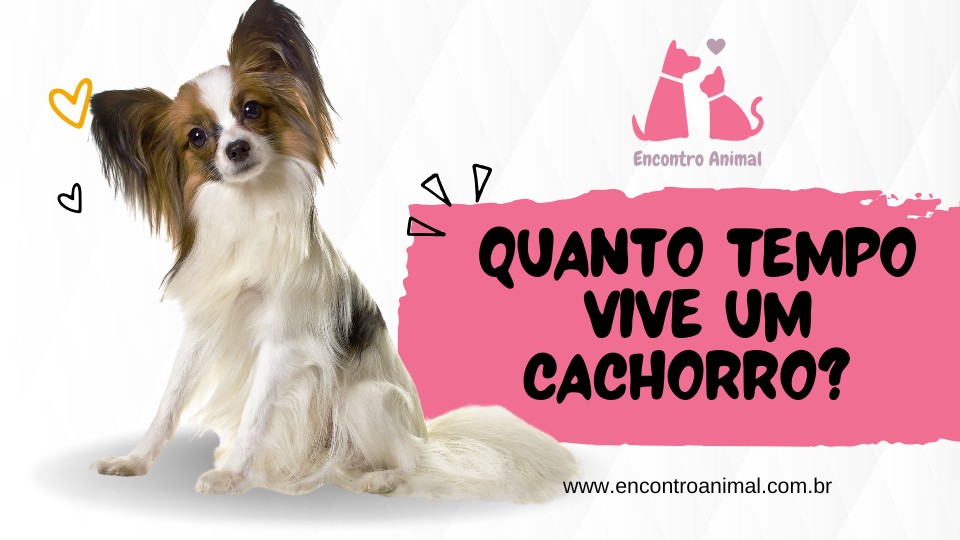 ð¶ Quanto Tempo Vive um Cachorro? Descubra os Segredos da Longevidade Canina!