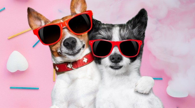 Tinder de cachorro